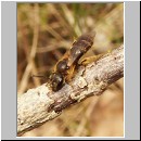 Lasioglossum cf calceatum - Furchenbiene w01.jpg